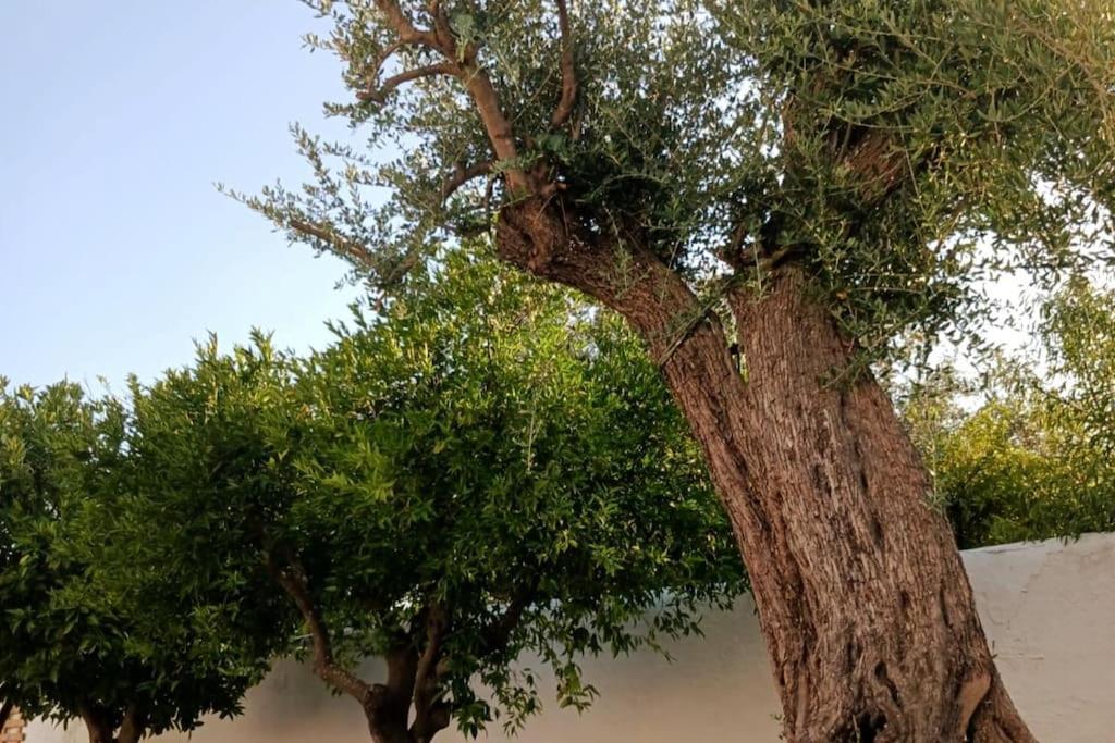 Pedrogao  A Casa Do Barqueiro- Alentejo 빌라 외부 사진